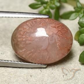 Coral Multicolorido Natural 9.24ct, oval, Translúcido