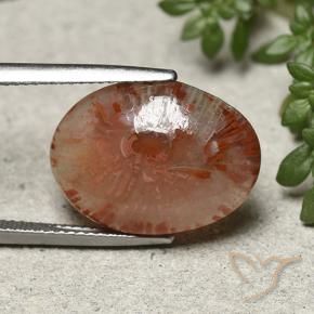 Coral Multicolorido Natural 10.04ct, oval, Translúcido