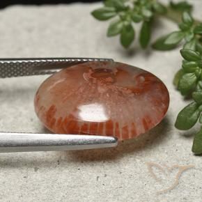 Coral Multicolorido Natural 10.04ct, oval, Translúcido