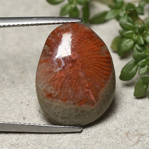 8.92ct Natural Multicolorido Coral, Chique, Opaco