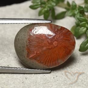 Coral Multicolorido Natural 8.92ct, Chique, Opaco