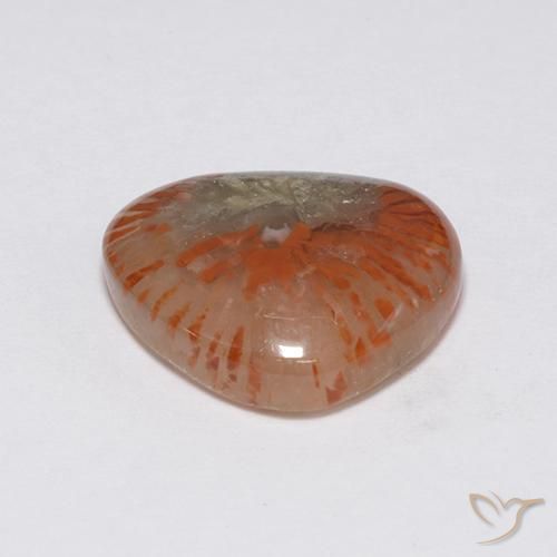 Coral Multicolorido Natural 7.59ct, Chique, Translúcido