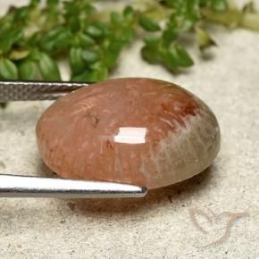 Coral Multicolorido Natural 7.64ct, oval, Translúcido