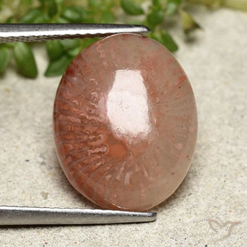6.97ct Natural Multicolorido Coral, oval, Translúcido
