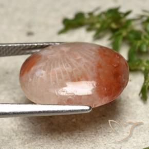 Coral Multicolorido Natural 7.31ct, oval, Translúcido