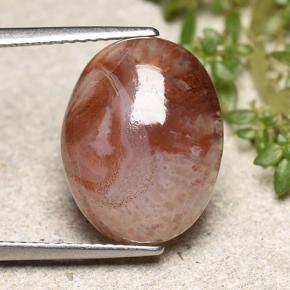 Coral Multicolorido Natural 6.86ct, Corte Oval, Translúcido