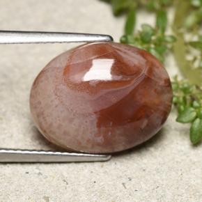 Coral Multicolorido Natural 6.86ct, Corte Oval, Translúcido