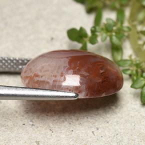 Coral Multicolorido Natural 6.86ct, Corte Oval, Translúcido