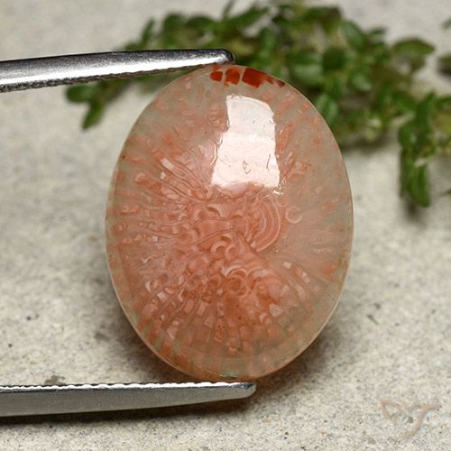 8.03ct Natural Multicolorido Coral, oval, Translúcido