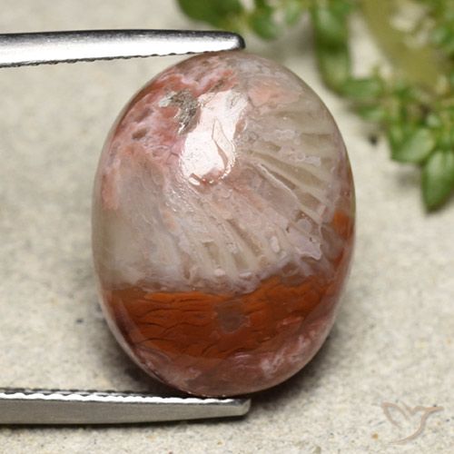 8.65ct Natural Multicolorido Coral, oval, Opaco