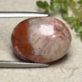 Coral Multicolorido Natural 8.65ct, oval, Opaco