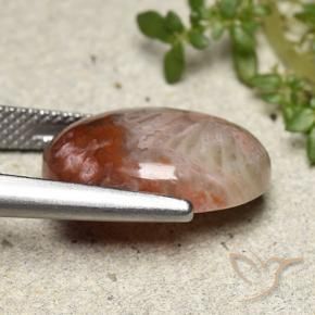 Coral Multicolorido Natural 8.65ct, oval, Opaco