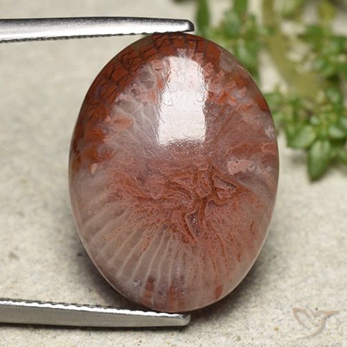 11.71ct Natural Multicolorido Coral, oval, Translúcido