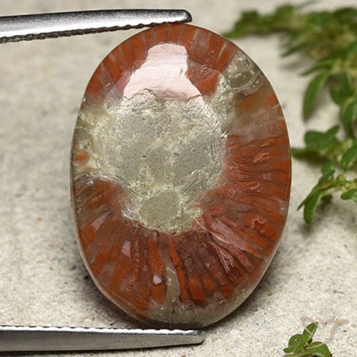 8.01ct Natural Multicolorido Coral, oval, Translúcido
