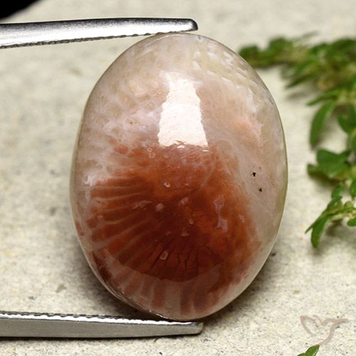 14.47ct Natural Multicolorido Coral, oval, Translúcido