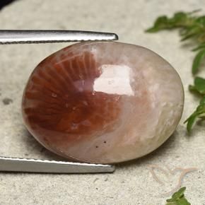 Coral Multicolorido Natural 14.47ct, oval, Translúcido