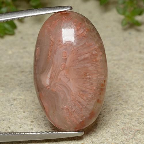 14.86ct Natural Multicolorido Coral, oval, Translúcido