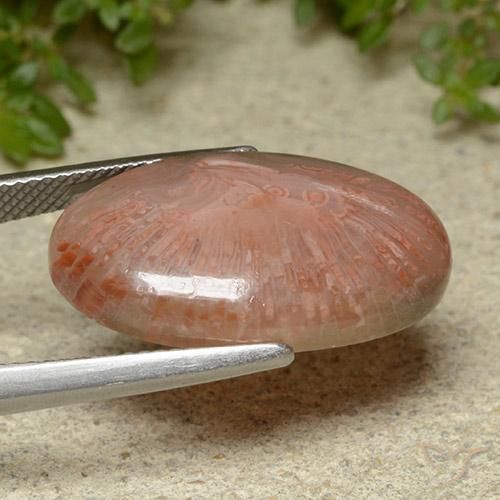 Coral Multicolorido Natural 14.86ct, oval, Translúcido
