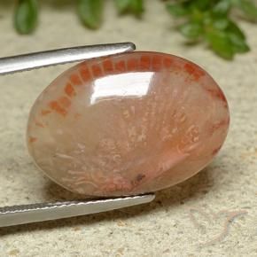 Coral Multicolorido Natural 11.62ct, oval, Translúcido