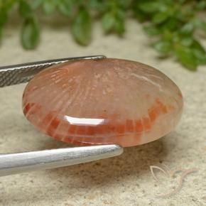 Coral Multicolorido Natural 11.62ct, oval, Translúcido