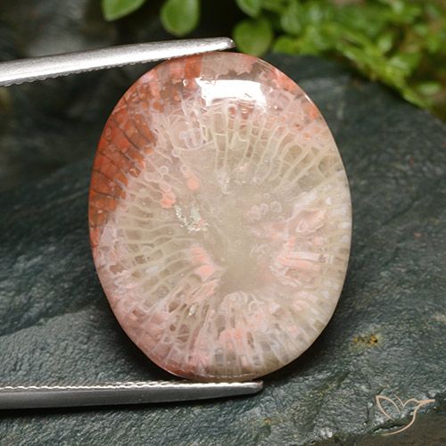 15.21ct Natural Multicolorido Coral, oval, Translúcido