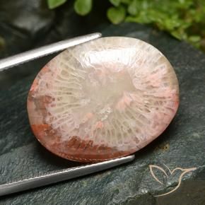 Coral Multicolorido Natural 15.21ct, oval, Translúcido