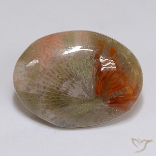 16.14ct Natural Multicolorido Coral, oval, Translúcido