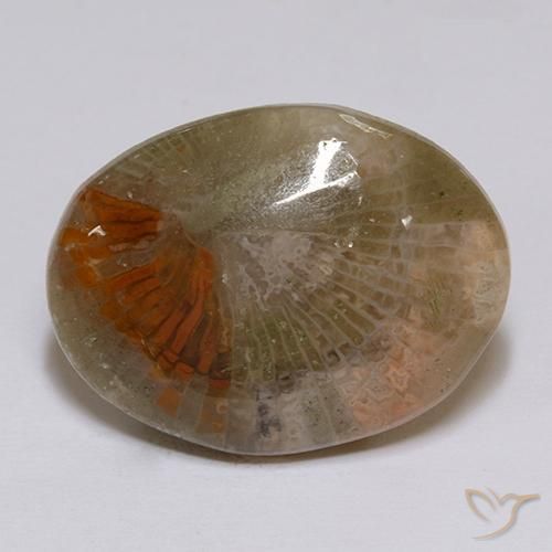 Coral Multicolorido Natural 16.14ct, oval, Translúcido