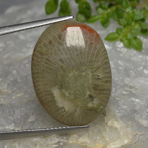 10.46ct Natural Multicolorido Coral, oval, Translúcido