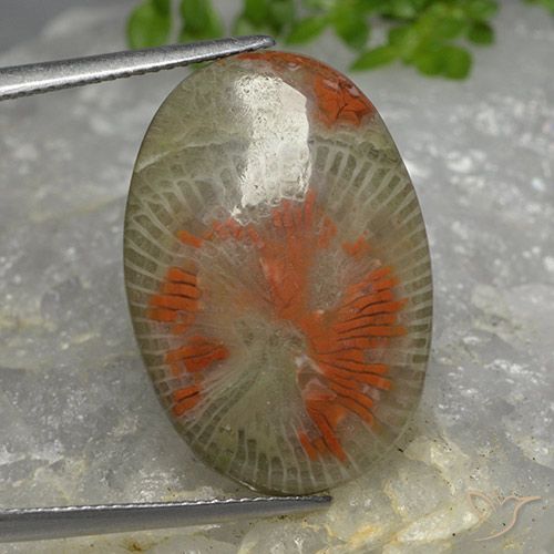 14.26ct Natural Multicolorido Coral, oval, Translúcido