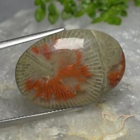 Coral Multicolorido Natural 14.26ct, oval, Translúcido