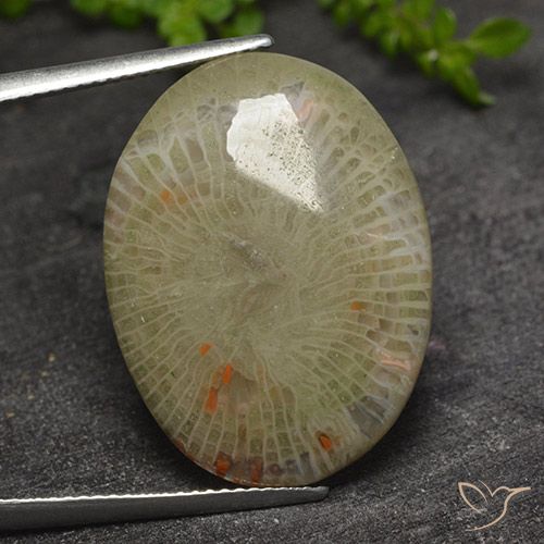 17.31ct Natural Multicolorido Coral, oval, Translúcido