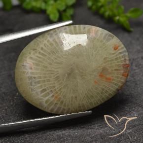 Coral Multicolorido Natural 17.31ct, oval, Translúcido