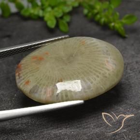 Coral Multicolorido Natural 17.31ct, oval, Translúcido