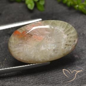 Coral Multicolorido Natural 11.82ct, oval, Translúcido