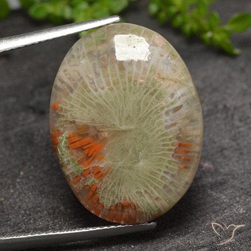 15.10ct Natural Multicolorido Coral, oval, Translúcido