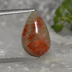 Coral multicolorido natural 2,84ct, formato de pêra, opaco