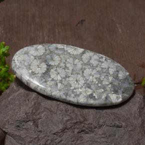 Coral multicolorido natural 43,97ct, corte oval, opaco