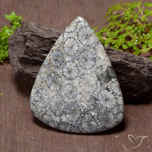 Coral multicolorido natural 72,53ct, formato de pêra, opaco