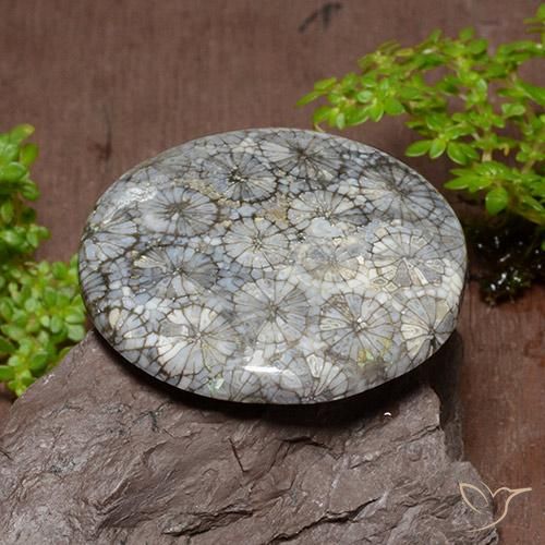 Coral Multicolorido Natural 54.18ct, Redondo, Opaco