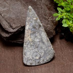 Coral multicolorido natural 29,10ct, trillion, opaco