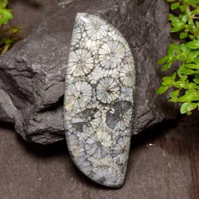 Coral multicolorido natural 26,84ct, forma extravagante, opaco