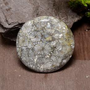 Coral multicolorido natural 42,64ct, corte redondo, opaco