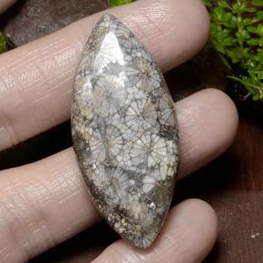 Coral Multicolorido Natural 36.99ct, Marquesa, Opaco