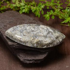 Coral Multicolorido Natural 36.99ct, Marquesa, Opaco