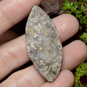 Coral Multicolorido Natural 36.99ct, Marquesa, Opaco