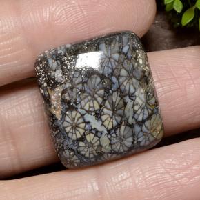 Coral Multicolorido Natural 23.19ct, Almofada cortada, Opaco