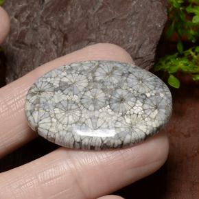 Coral Multicolorido Natural 34.23ct, Corte Oval, Opaco