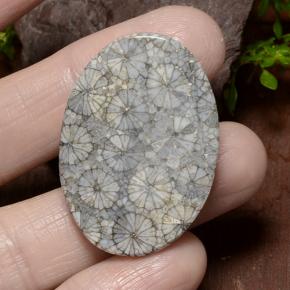 Coral Multicolorido Natural 34.23ct, Corte Oval, Opaco