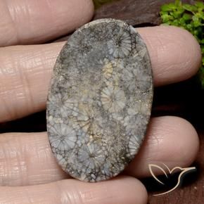 Coral Multicolorido Natural 46.22ct, oval, Opaco